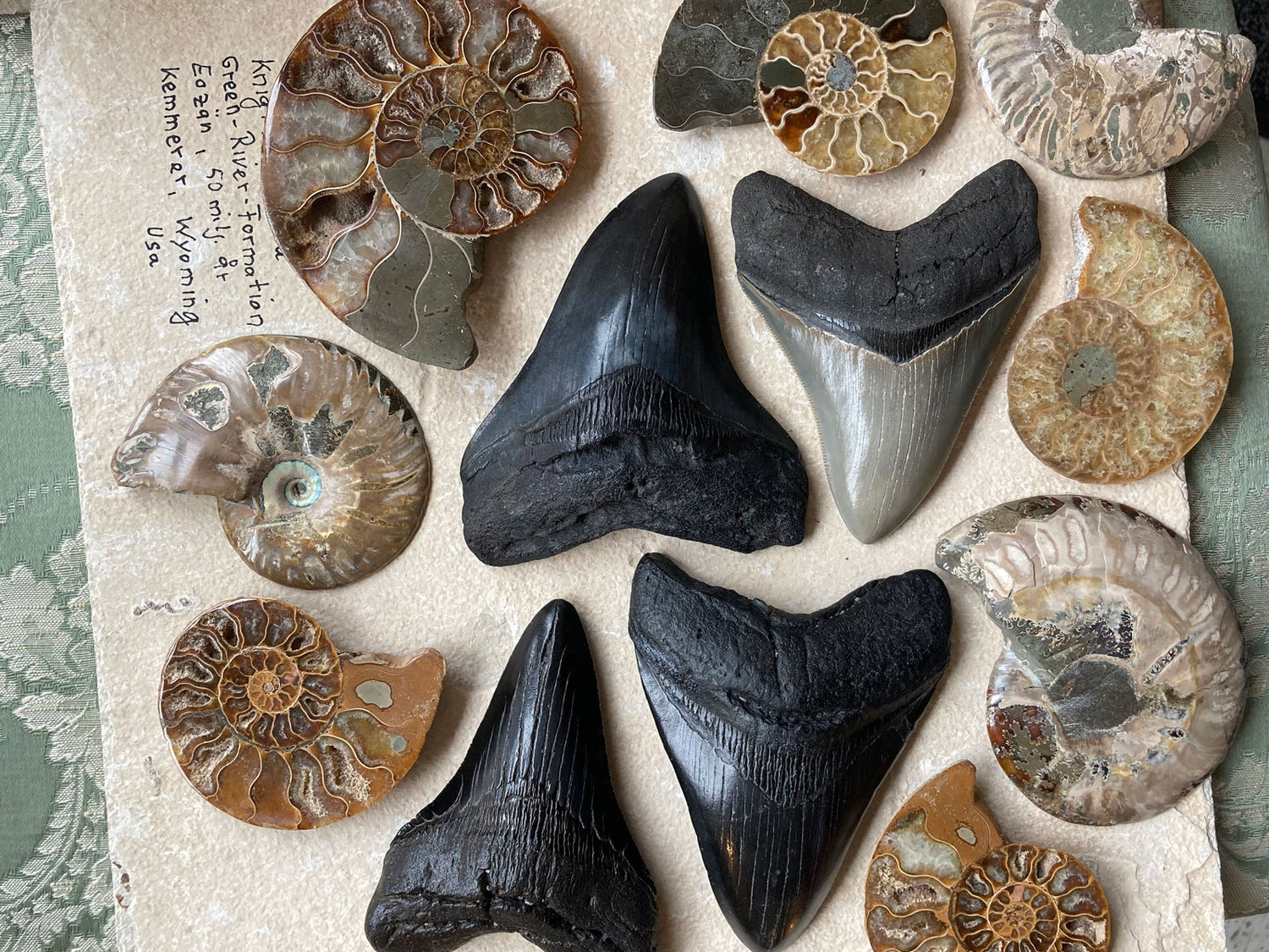 Fossils