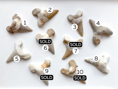 Fossil Teeth Otodus Obliquus